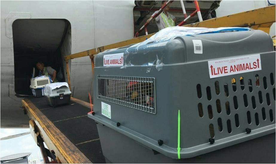 Puppy transportation